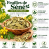 Feuille de séné 