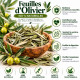 Feuille Olivier