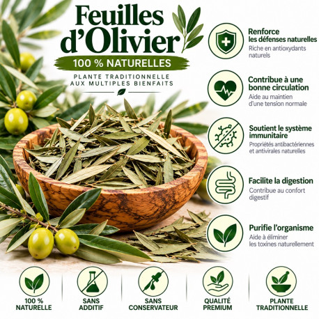 Feuille Olivier