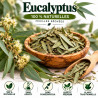 Eucalyptus Feuilles Coupées