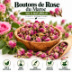 Boutons de Rose 