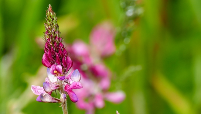 Fleur de Sainfoin